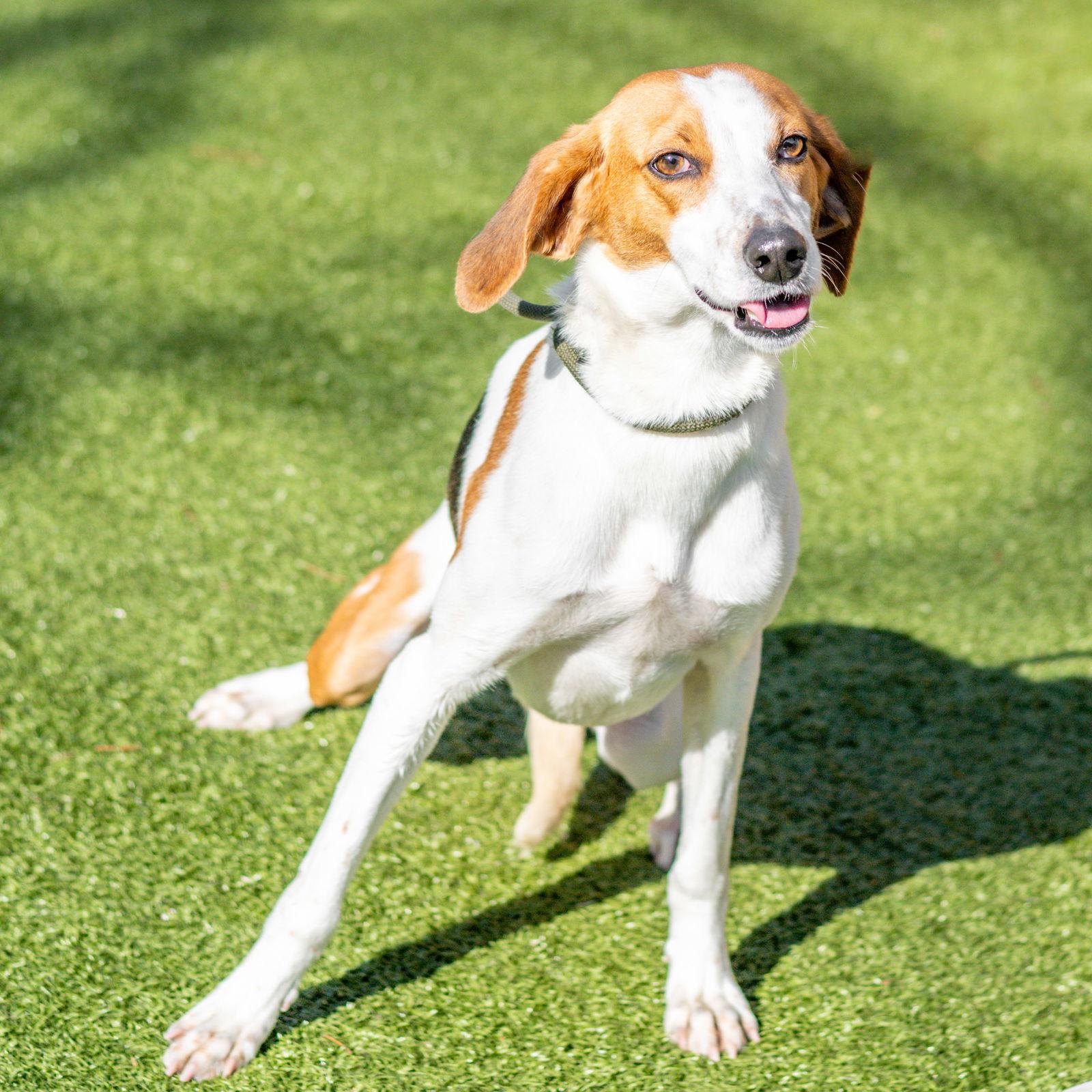 Vana, Adoptable, Young Female Hound.