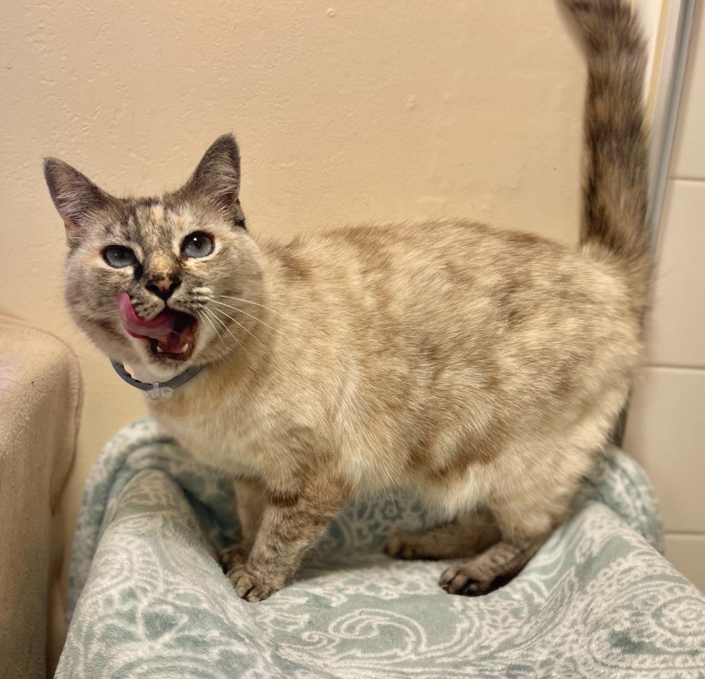 Enlarge (JK) Kahlua Blue, a Adoptable mixed breed in Cambria, CA image 1/6