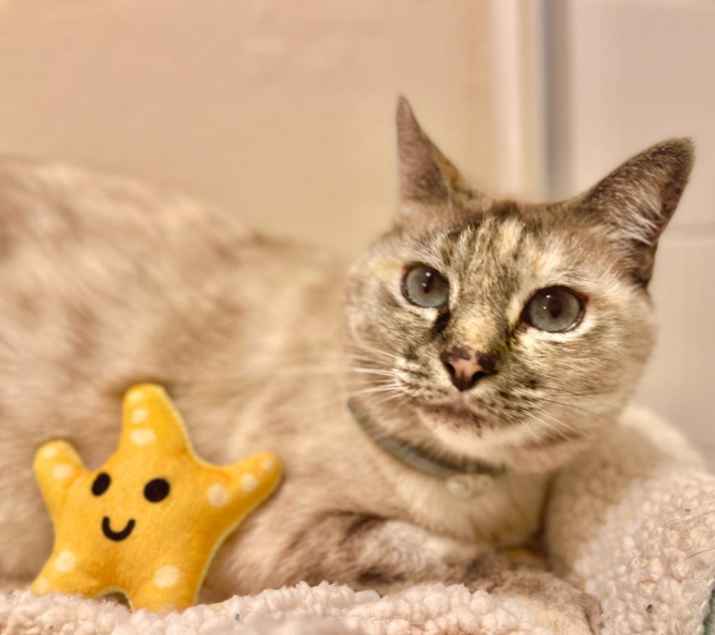 Enlarge (JK) Kahlua Blue, a Adoptable mixed breed in Cambria, CA image 2/6