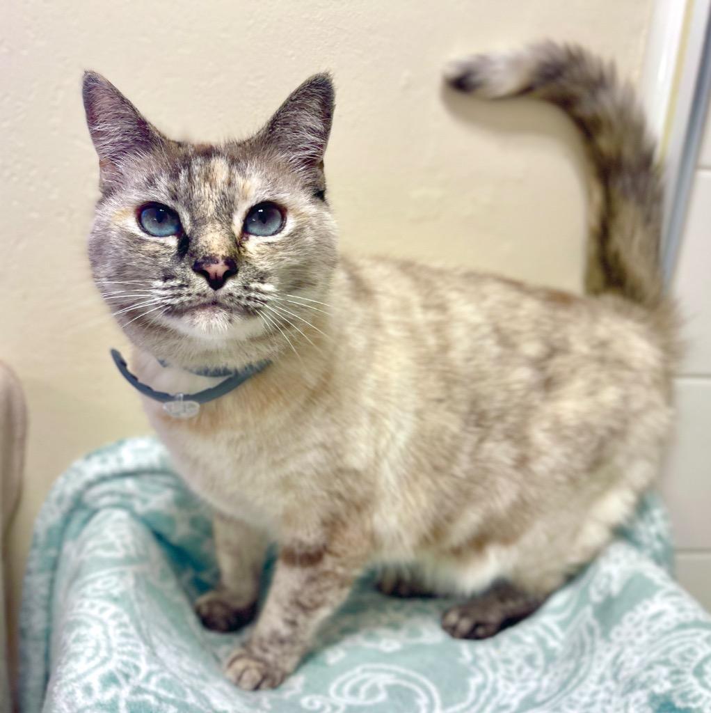 Enlarge (JK) Kahlua Blue, a Adoptable mixed breed in Cambria, CA image 3/6