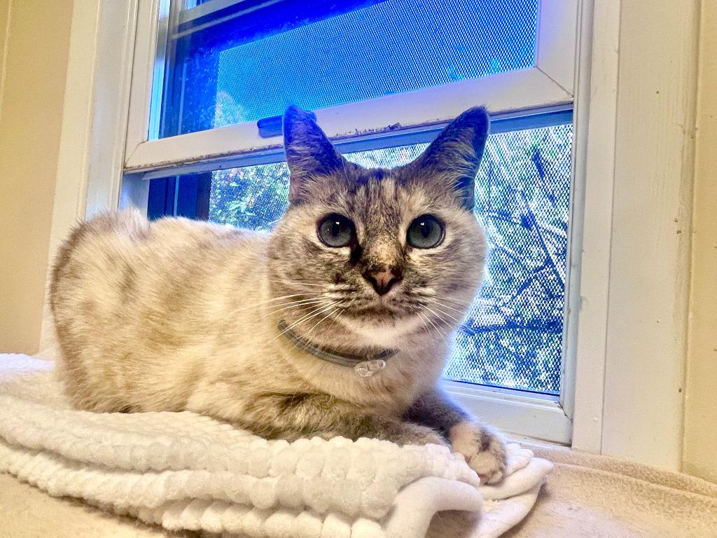 Enlarge (JK) Kahlua Blue, a Adoptable mixed breed in Cambria, CA image 4/6