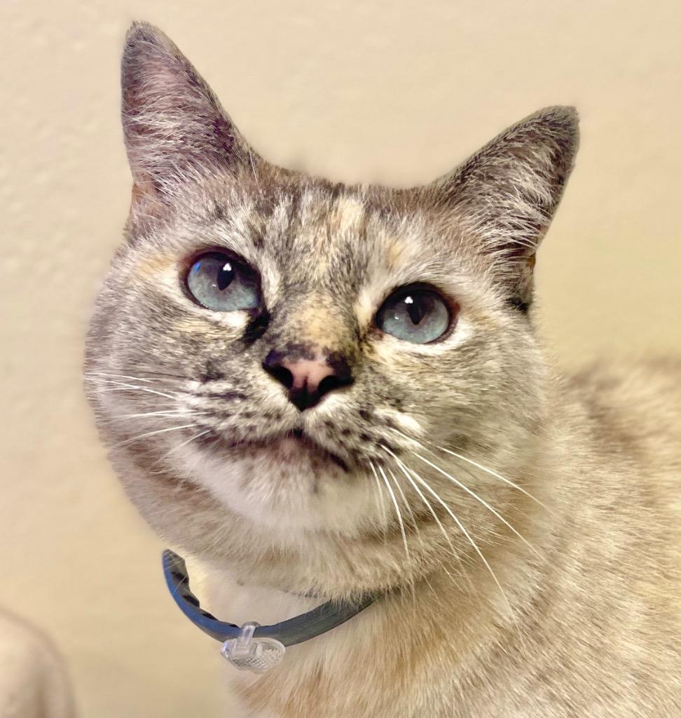 Enlarge (JK) Kahlua Blue, a Adoptable mixed breed in Cambria, CA image 5/6