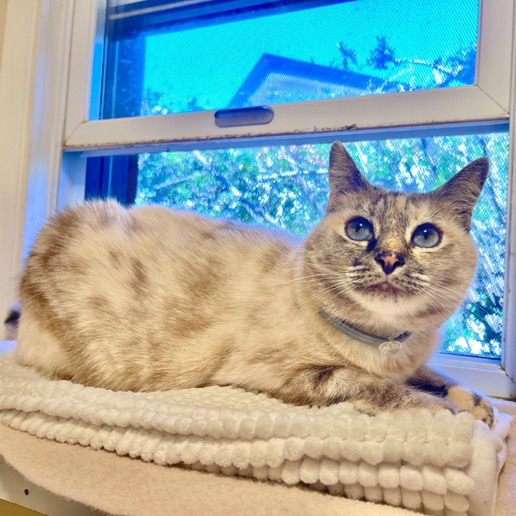 Enlarge (JK) Kahlua Blue, a Adoptable mixed breed in Cambria, CA image 6/6