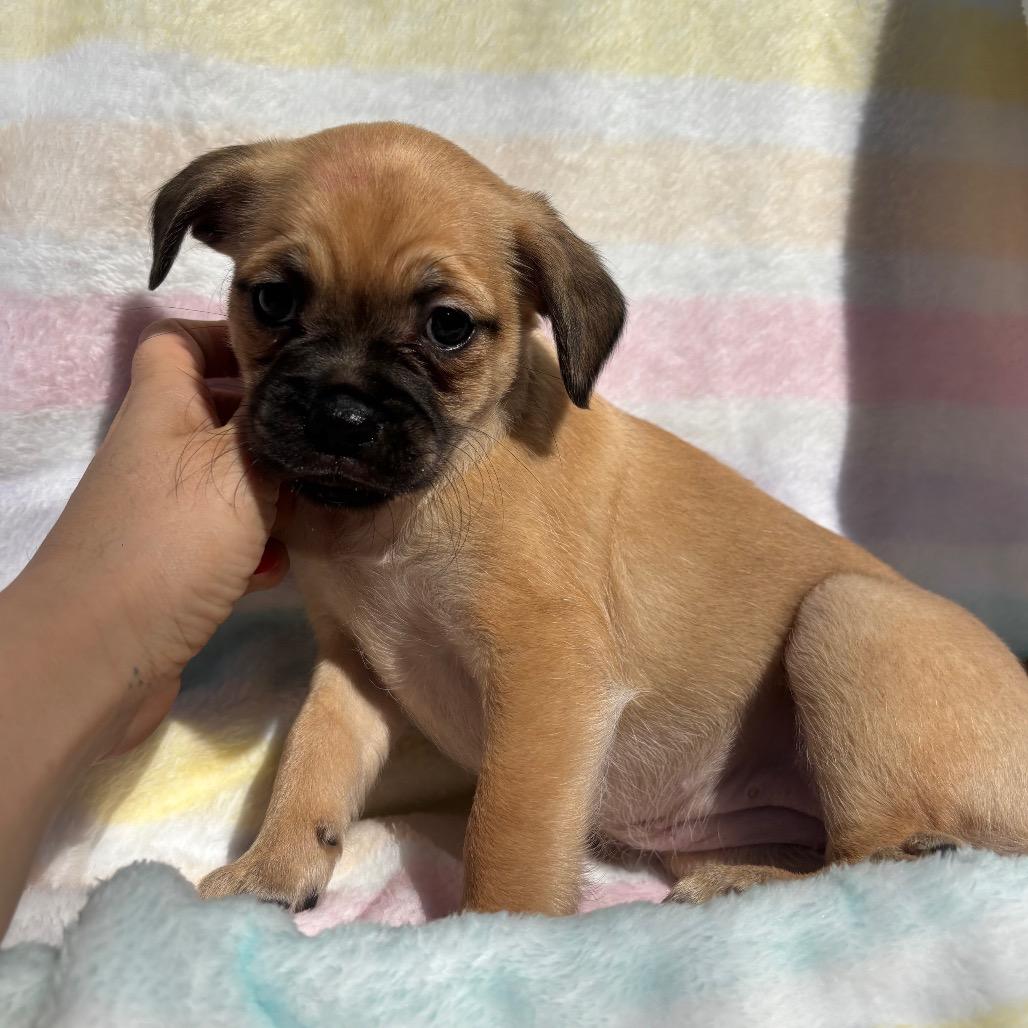 Candy, Adoptable, Puppy Female Pug.