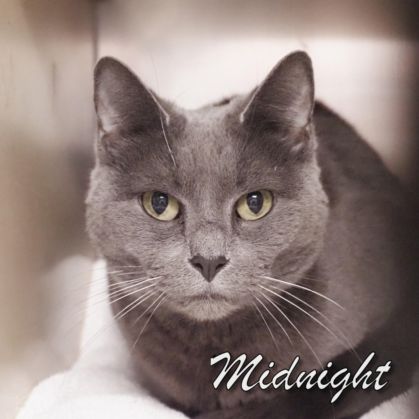 Enlarge Midnight, an adopted Domestic Short Hair in Cape May Court House, NJ image 1/2