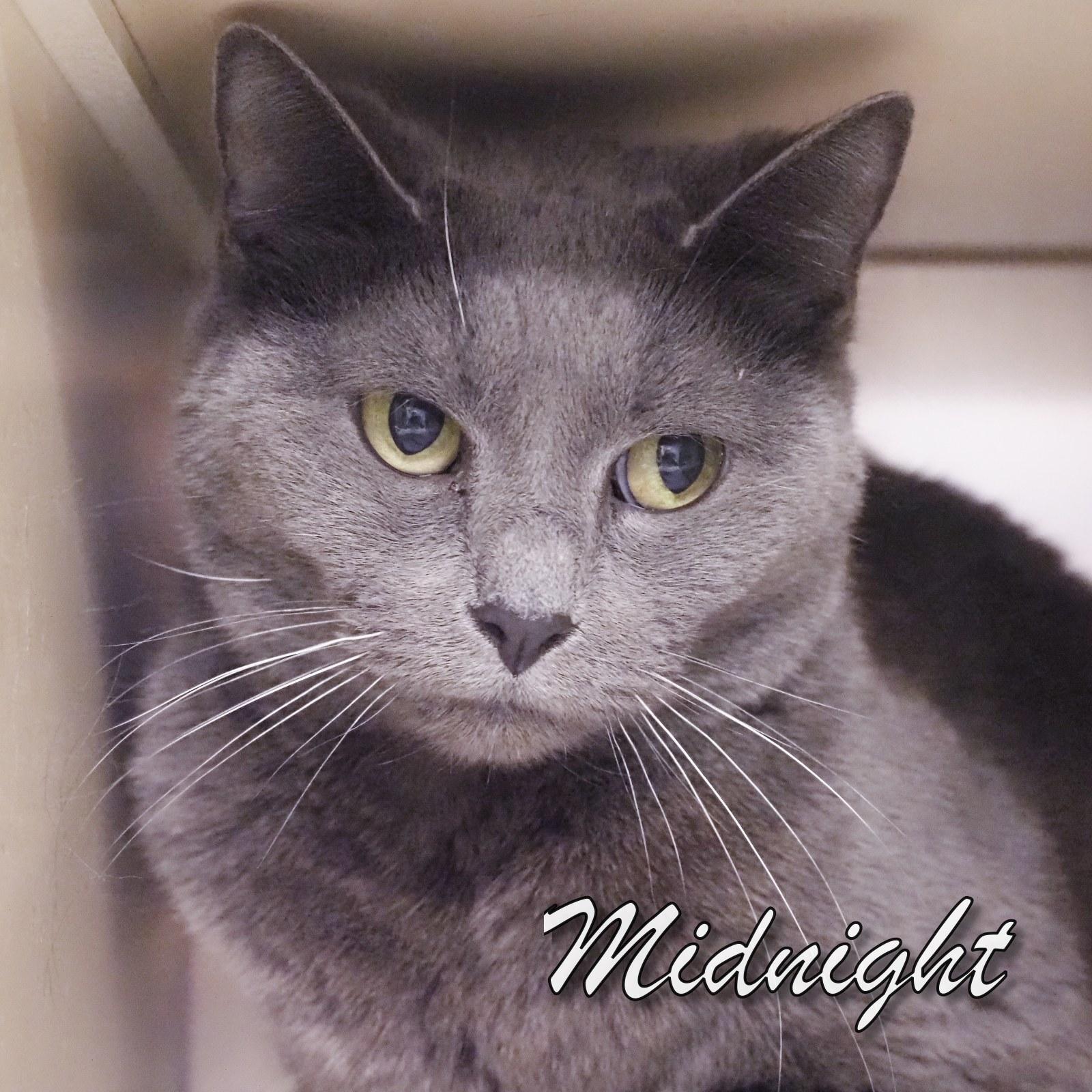 Enlarge Midnight, an adopted Domestic Short Hair in Cape May Court House, NJ image 2/2