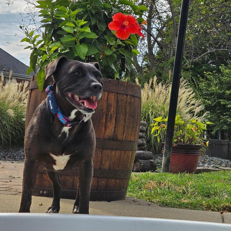 CICI, Adoptable, Adult Female Terrier & Patterdale Terrier / Fell Terrier.