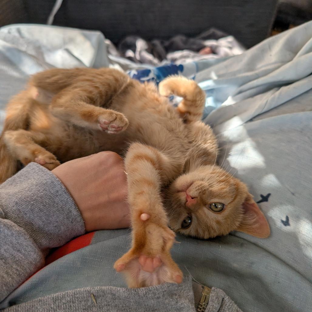 Enlarge Ellie, a Adoptable Domestic Short Hair in Hailey, ID image 2/3
