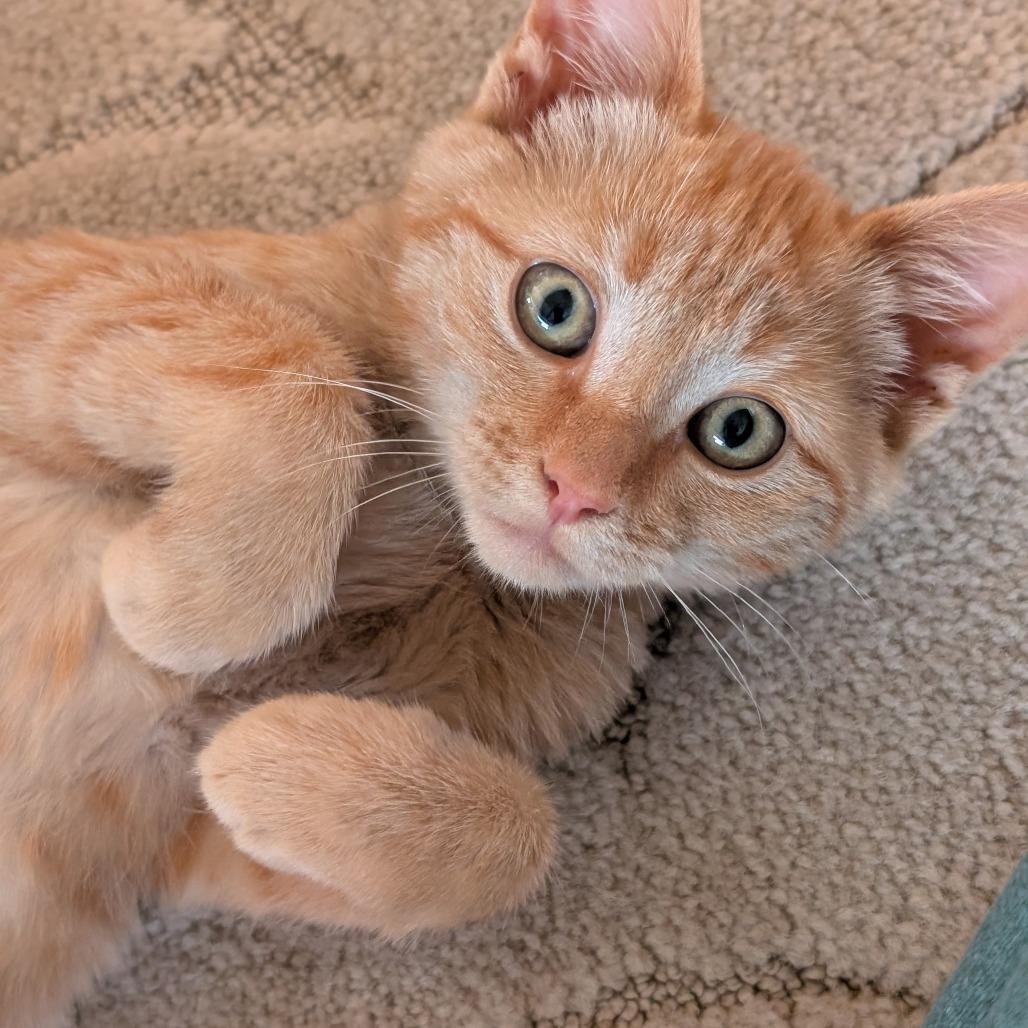Enlarge Ellie, a Adoptable Domestic Short Hair in Hailey, ID image 3/3