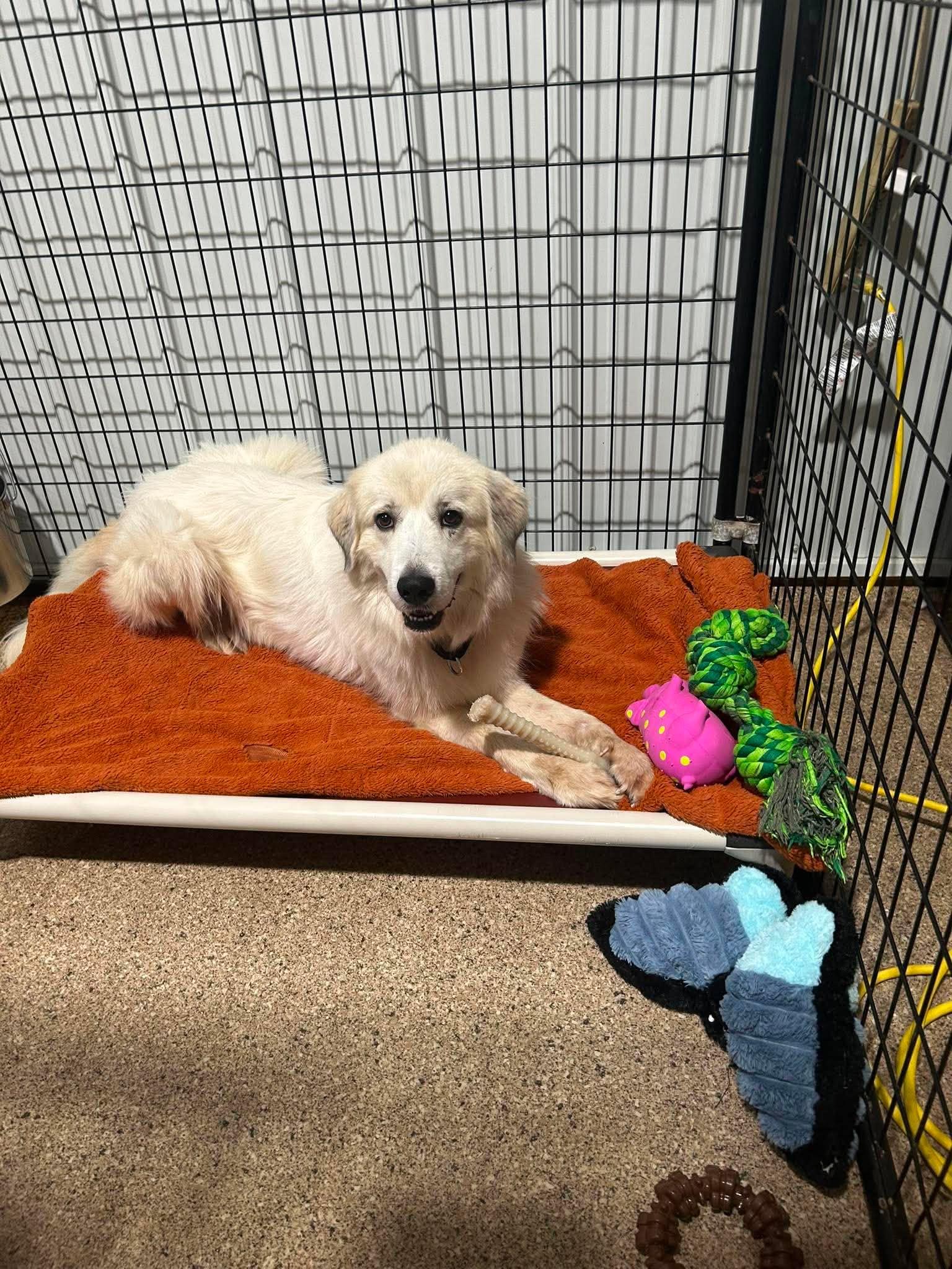 Enlarge Frankie, a Adoptable mixed breed in Valparaiso, IN image 3/3