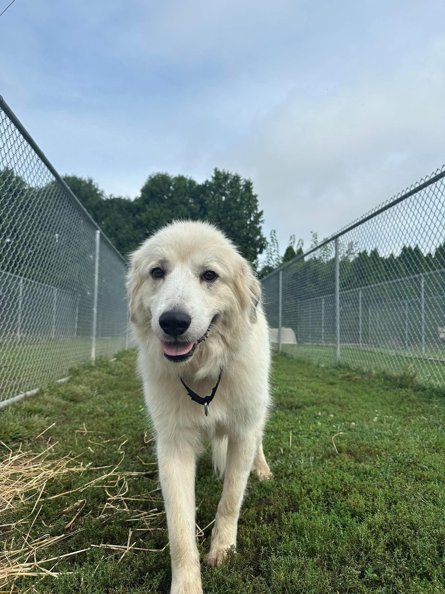 Enlarge Frankie, a Adoptable mixed breed in Valparaiso, IN image 2/3