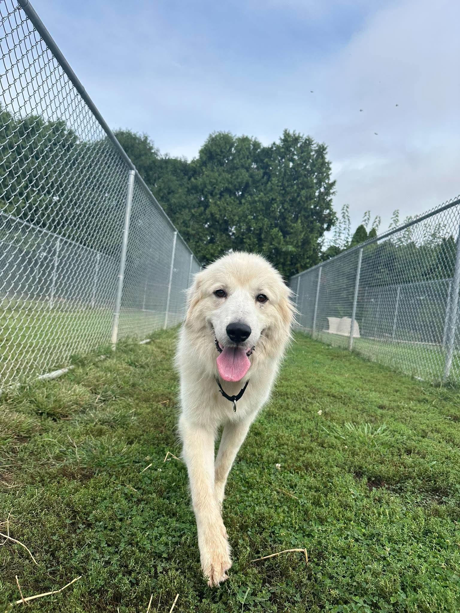 Enlarge Frankie, a Adoptable mixed breed in Valparaiso, IN image 1/3