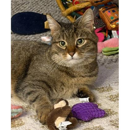 Fenway, Adoptable, Adult Female Domestic Short Hair & Domestic Short Hair.