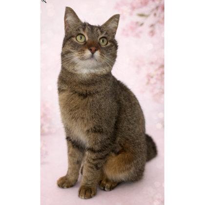 Enlarge Fenway, a Adoptable mixed breed in Hudson, MA image 3/3