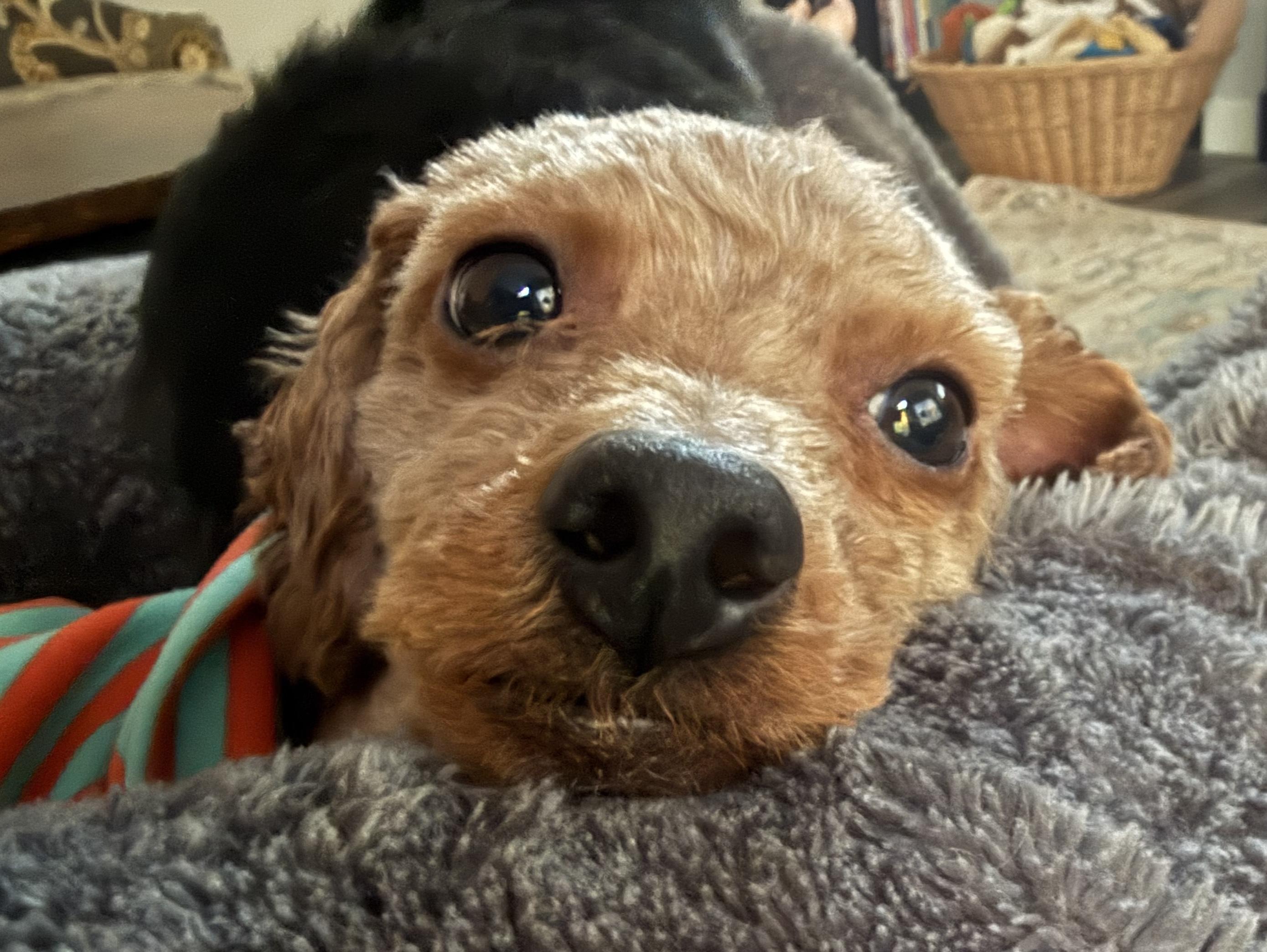 Enlarge Theo, a Adoptable Miniature Poodle in Whitewater, WI image 5/6
