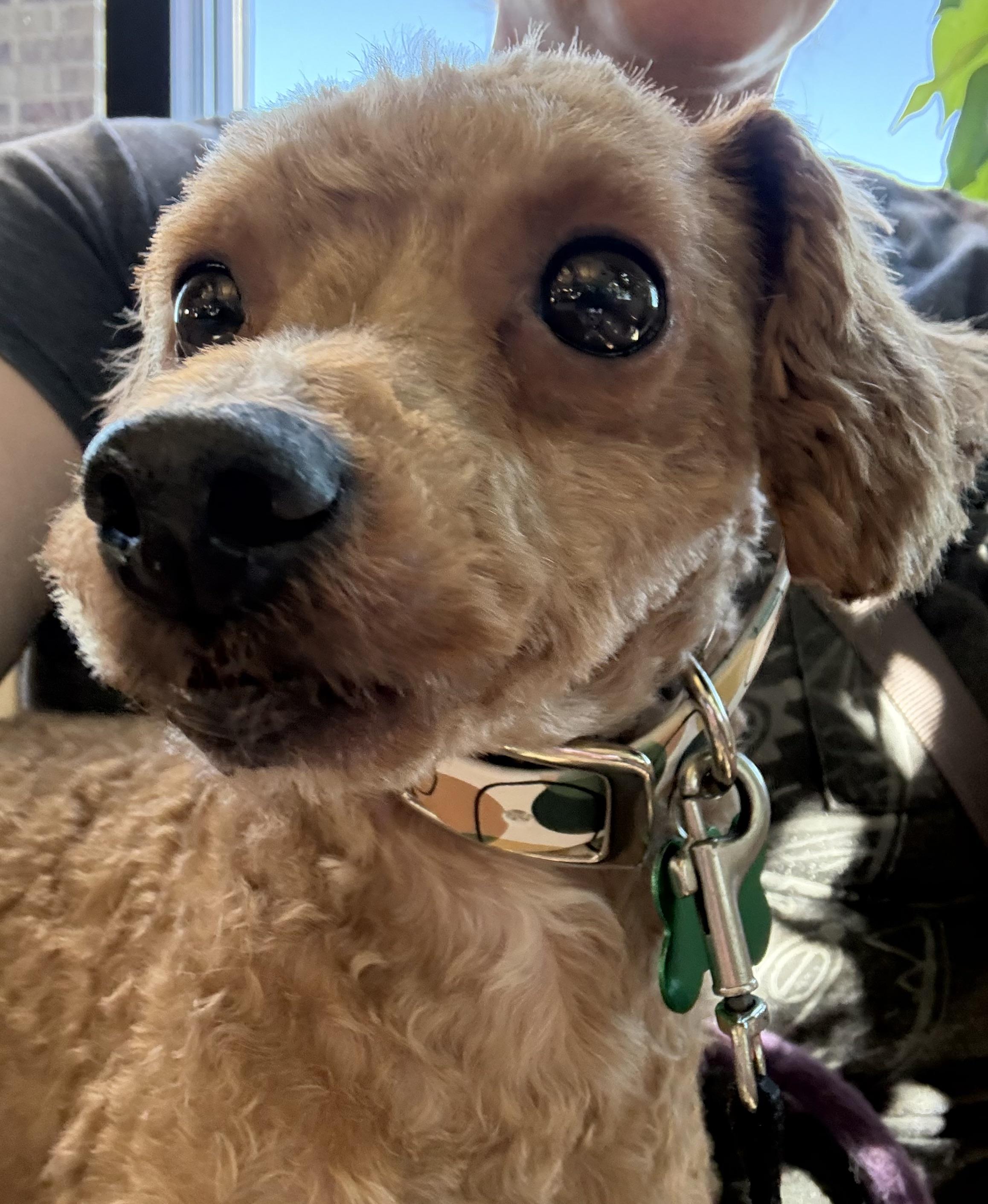 Enlarge Theo, a Adoptable Miniature Poodle in Whitewater, WI image 3/6