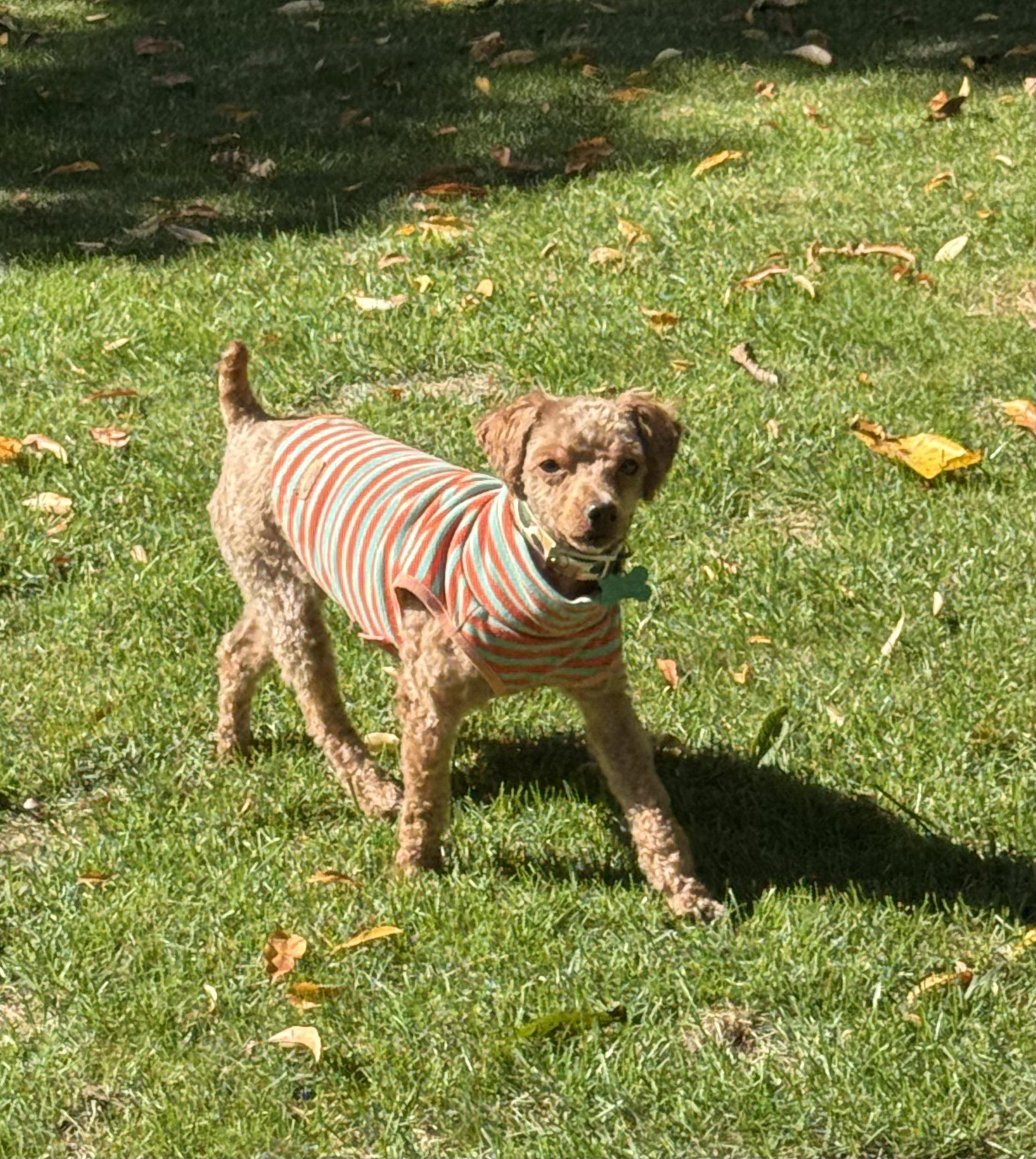 Enlarge Theo, a Adoptable Miniature Poodle in Whitewater, WI image 2/6
