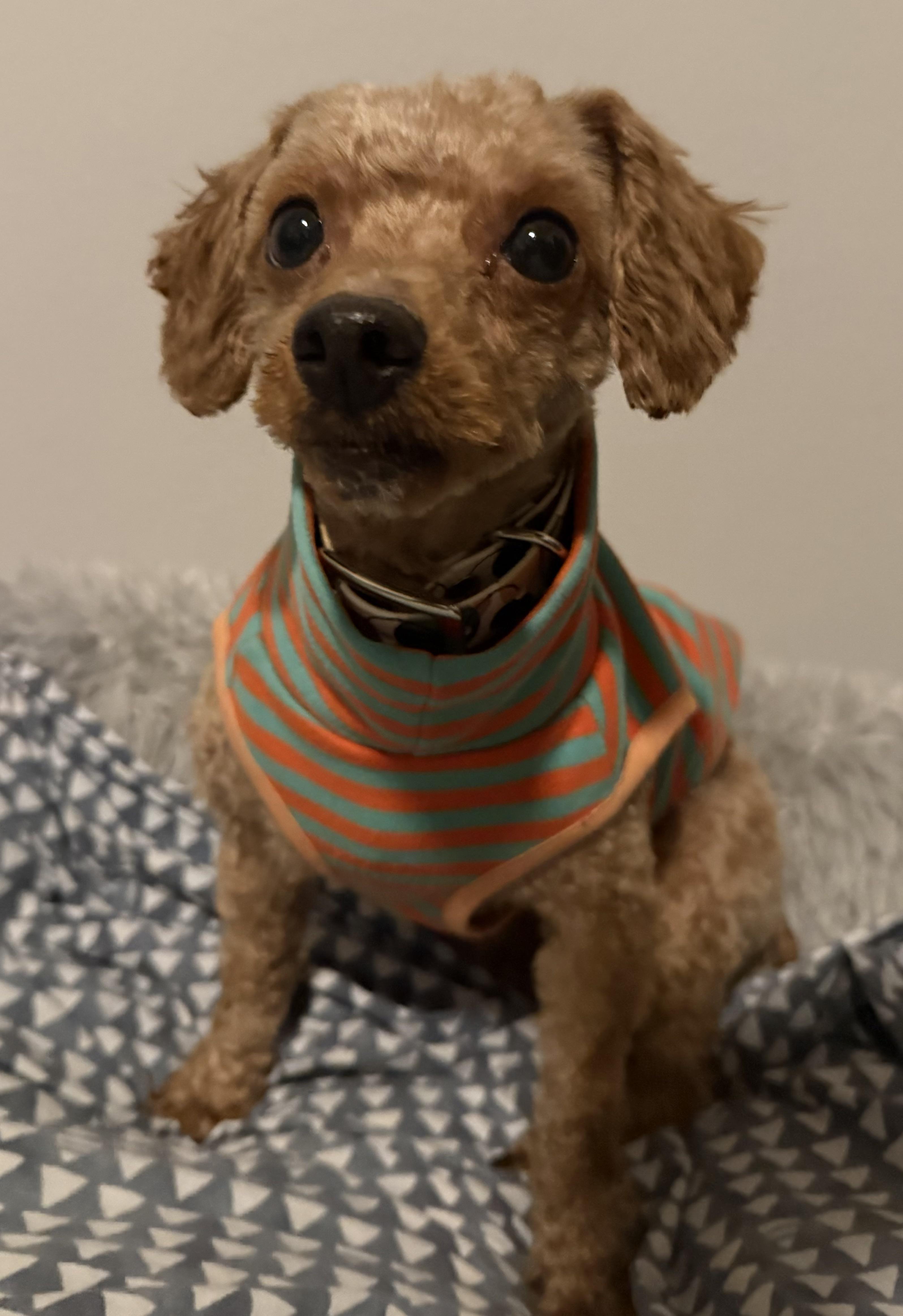 Enlarge Theo, a Adoptable Miniature Poodle in Whitewater, WI image 1/6