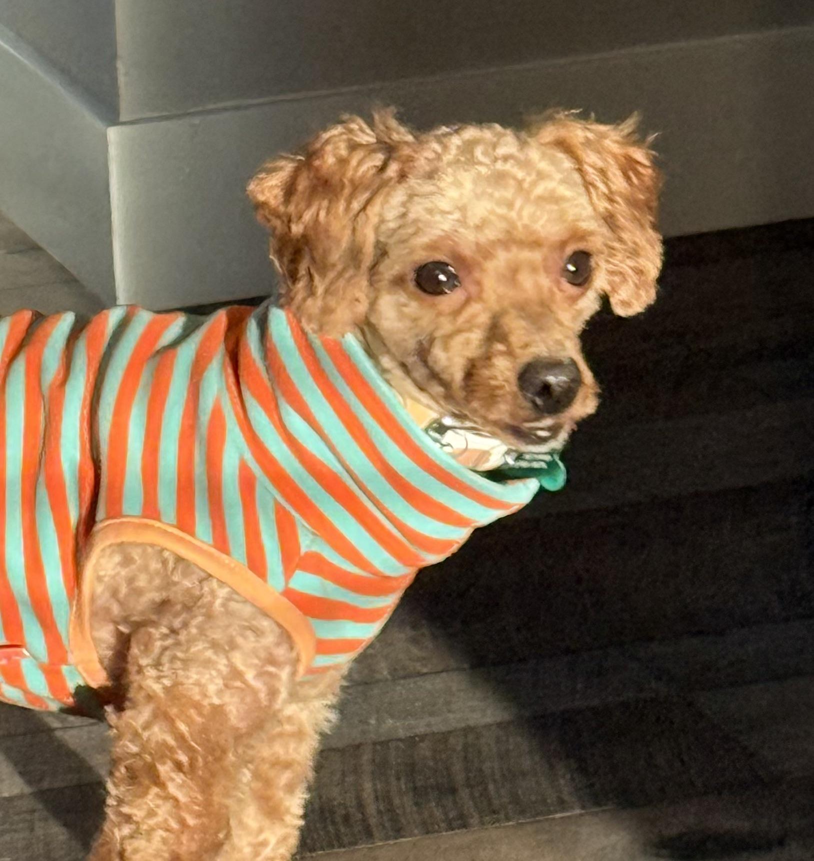 Enlarge Theo, a Adoptable Miniature Poodle in Whitewater, WI image 4/6
