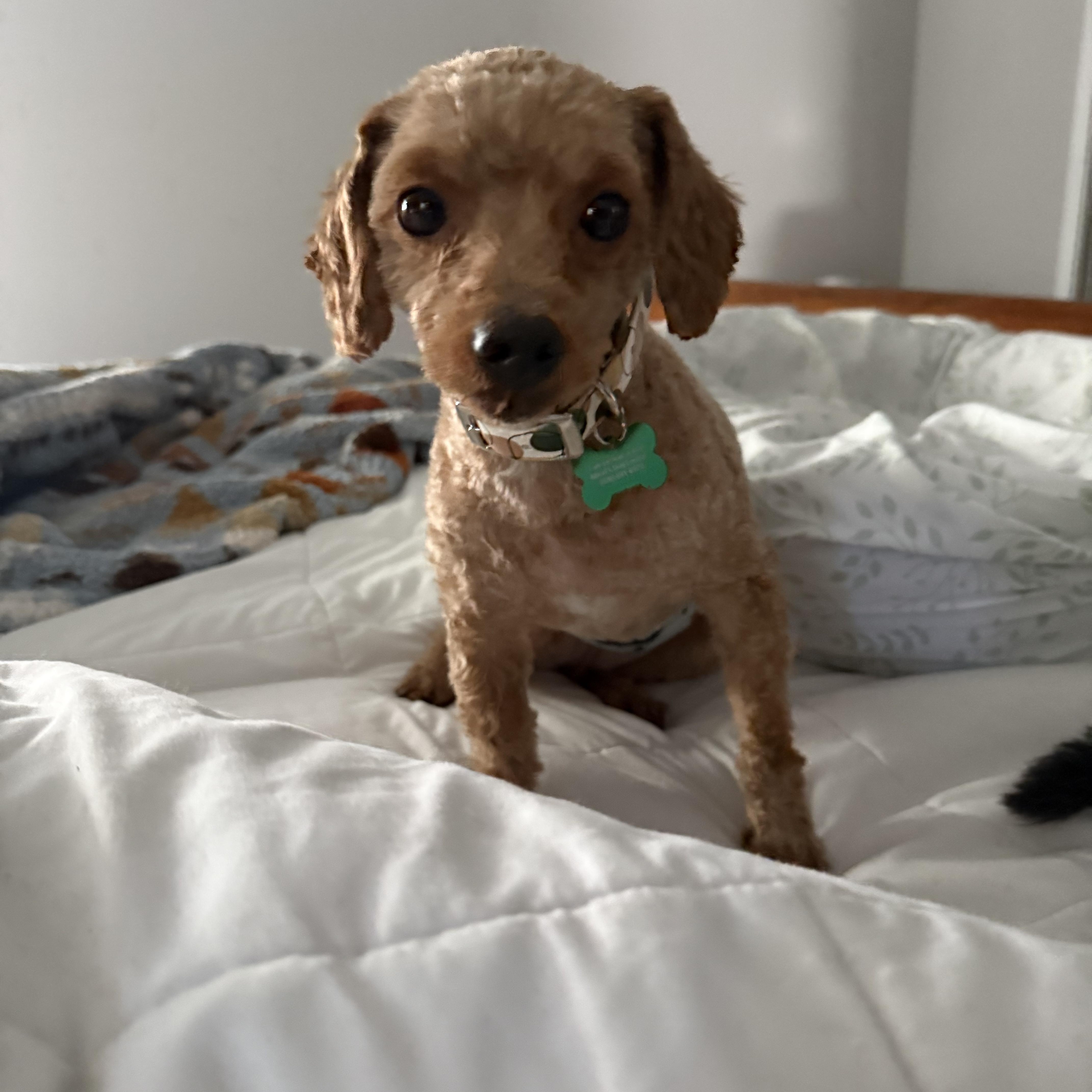 Enlarge Theo, a Adoptable Miniature Poodle in Whitewater, WI image 6/6
