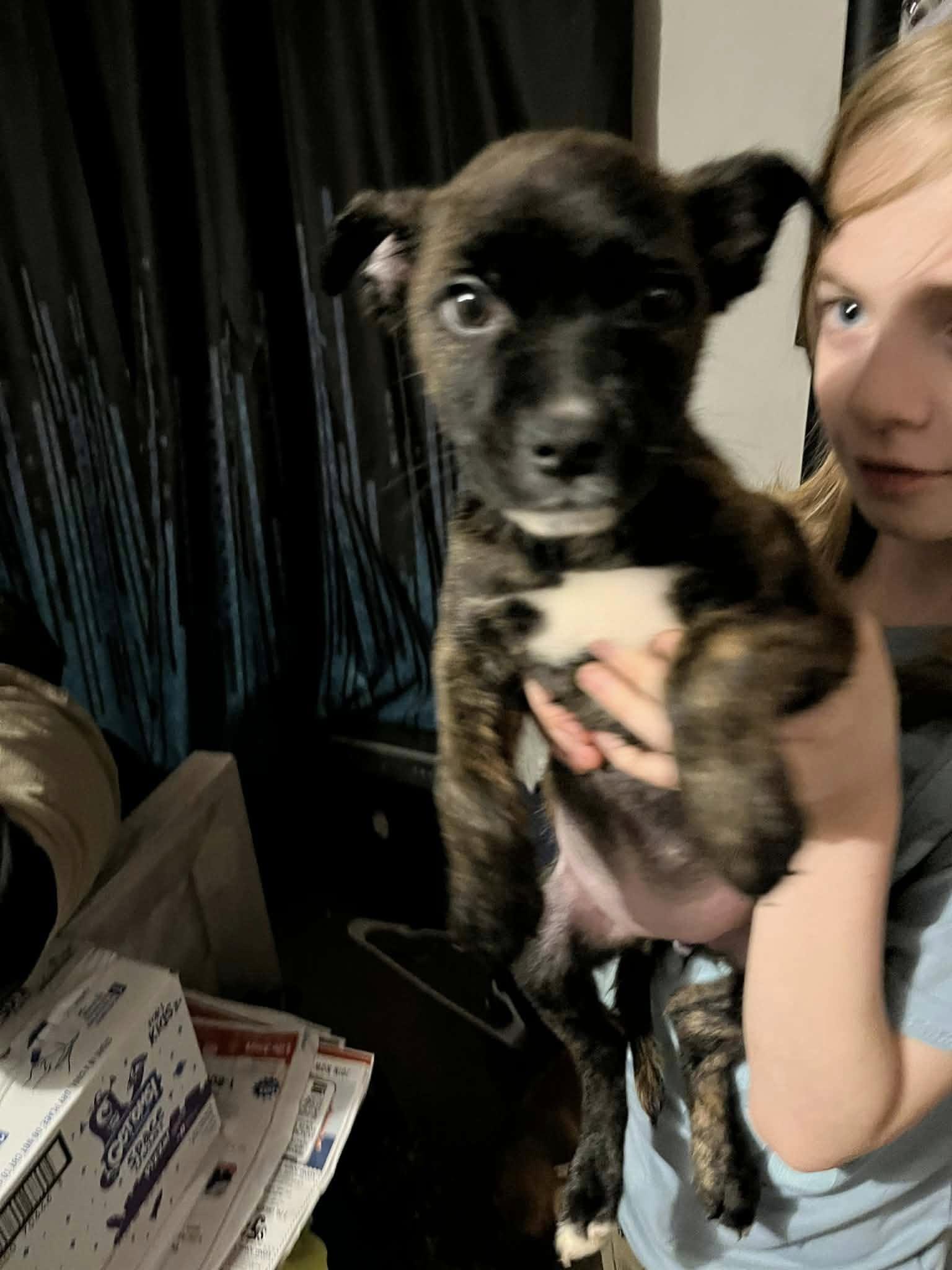 Petunia (20260226-07)