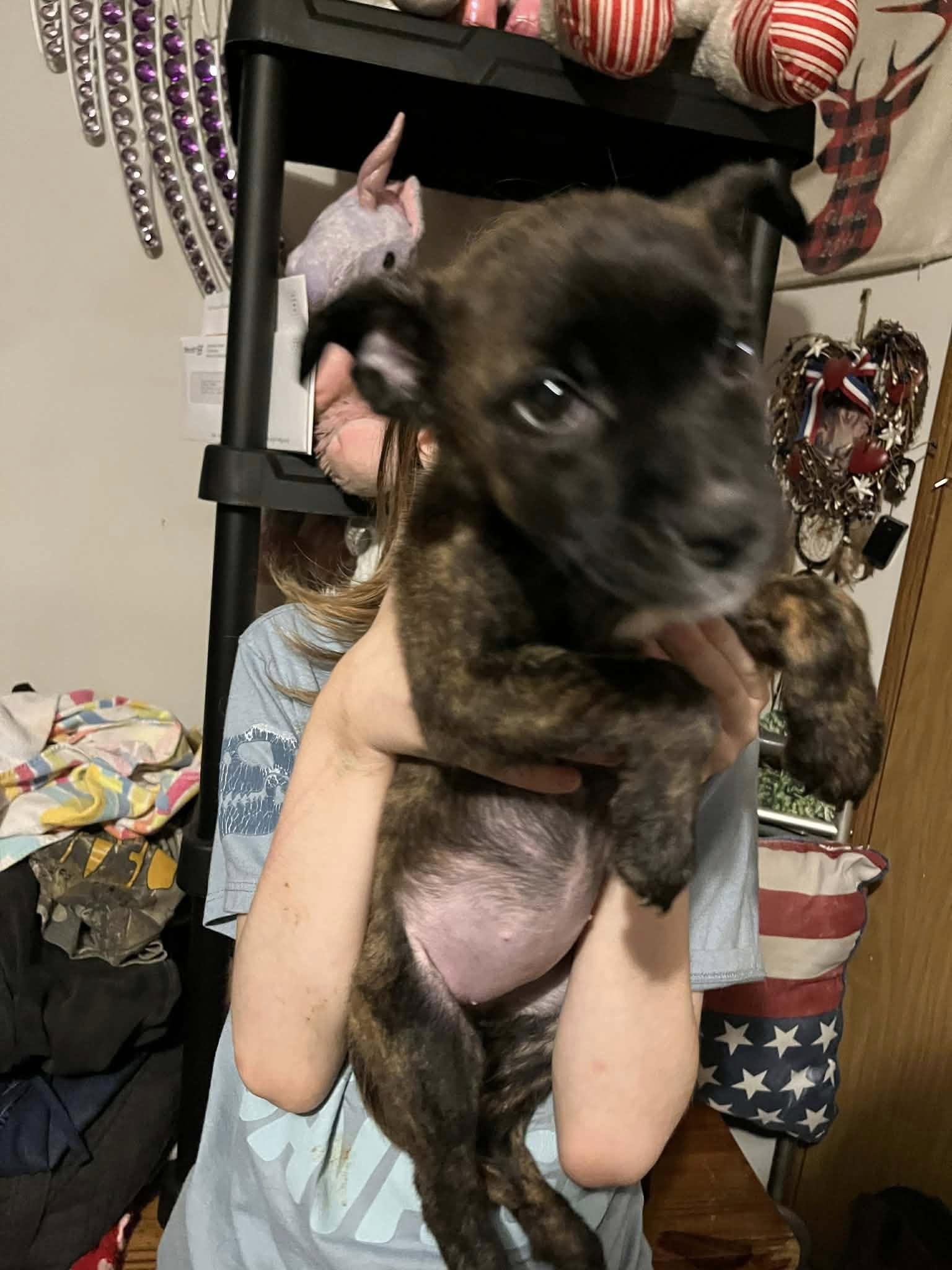 Petunia (20260226-07) — thumbnail 2