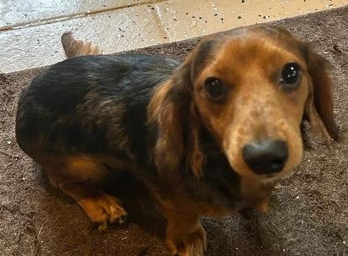 NUGGET, adopted, Young Male Dachshund (Long Haired).
