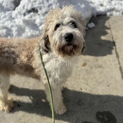 Waffles, adopted, Adult Female Standard Poodle.