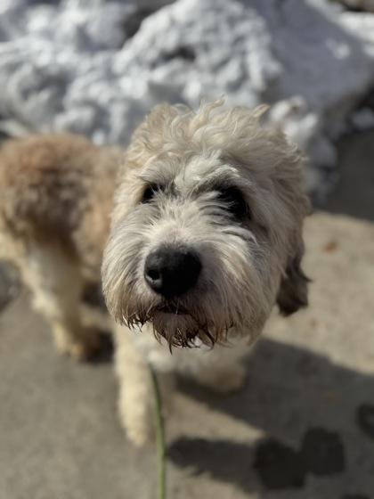 Enlarge Waffles, an adopted mixed breed in Lancaster, PA image 2/2