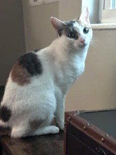 KitKat, Adoptable, Young Female Domestic Short Hair.