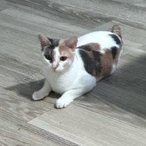 KitKat, a Adoptable Domestic Short Hair in St. Cloud, FL image 2/2