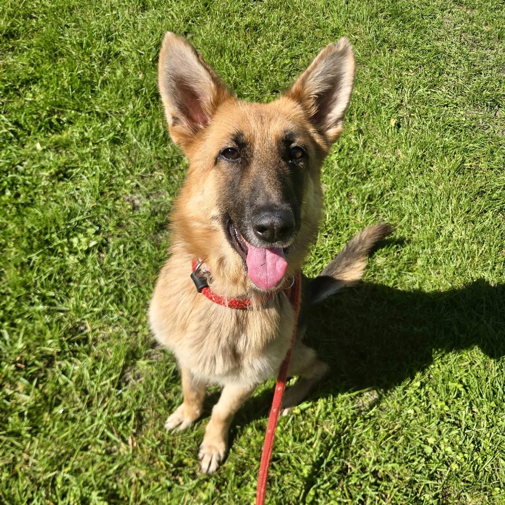 Enlarge Ragamuffin, a Adoptable mixed breed in Metamora, MI image 1/6
