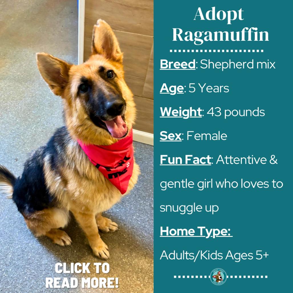 Enlarge Ragamuffin, a Adoptable mixed breed in Metamora, MI image 3/6