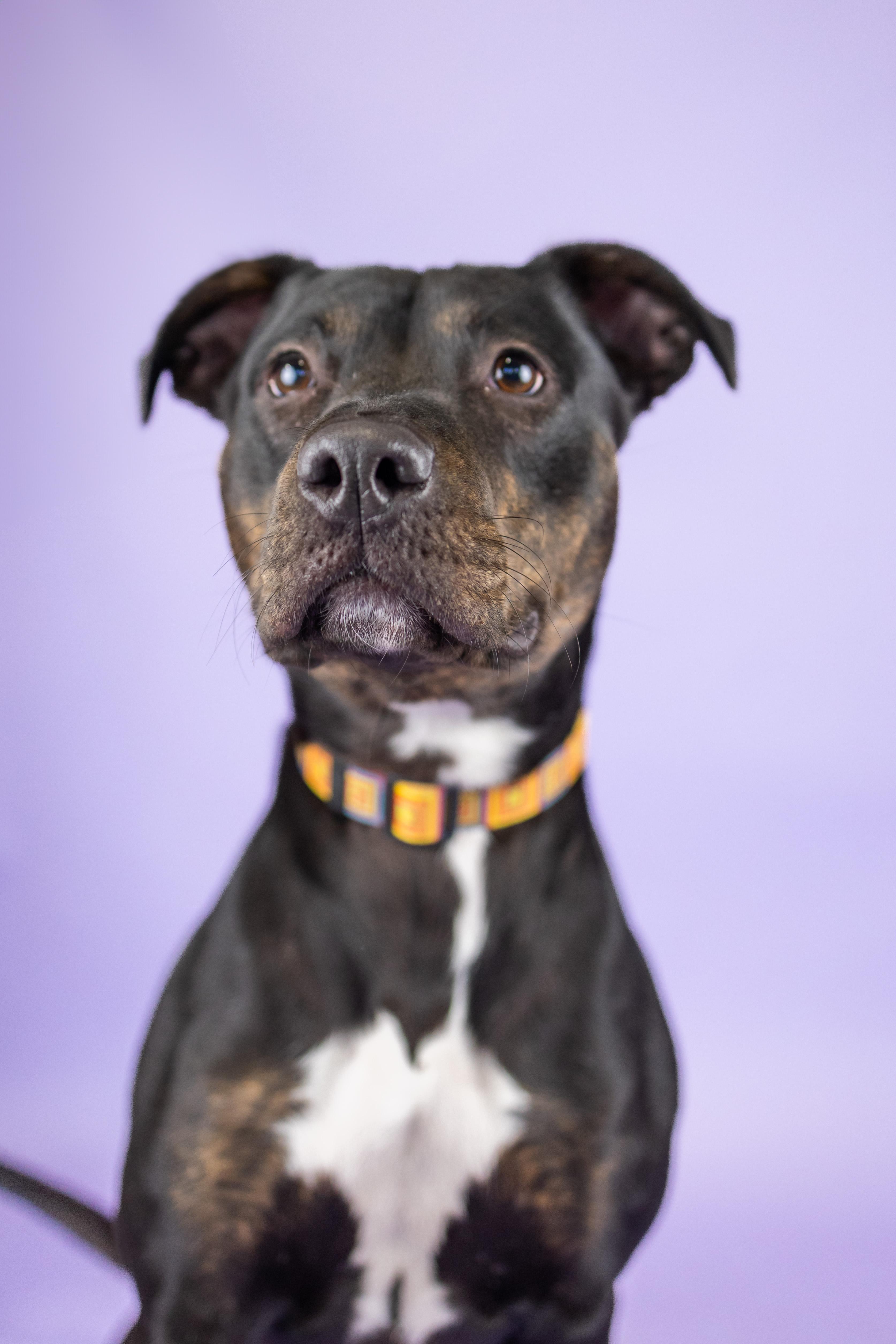 Enlarge Lady Bug, a Adoptable mixed breed in Portland, OR image 1/4