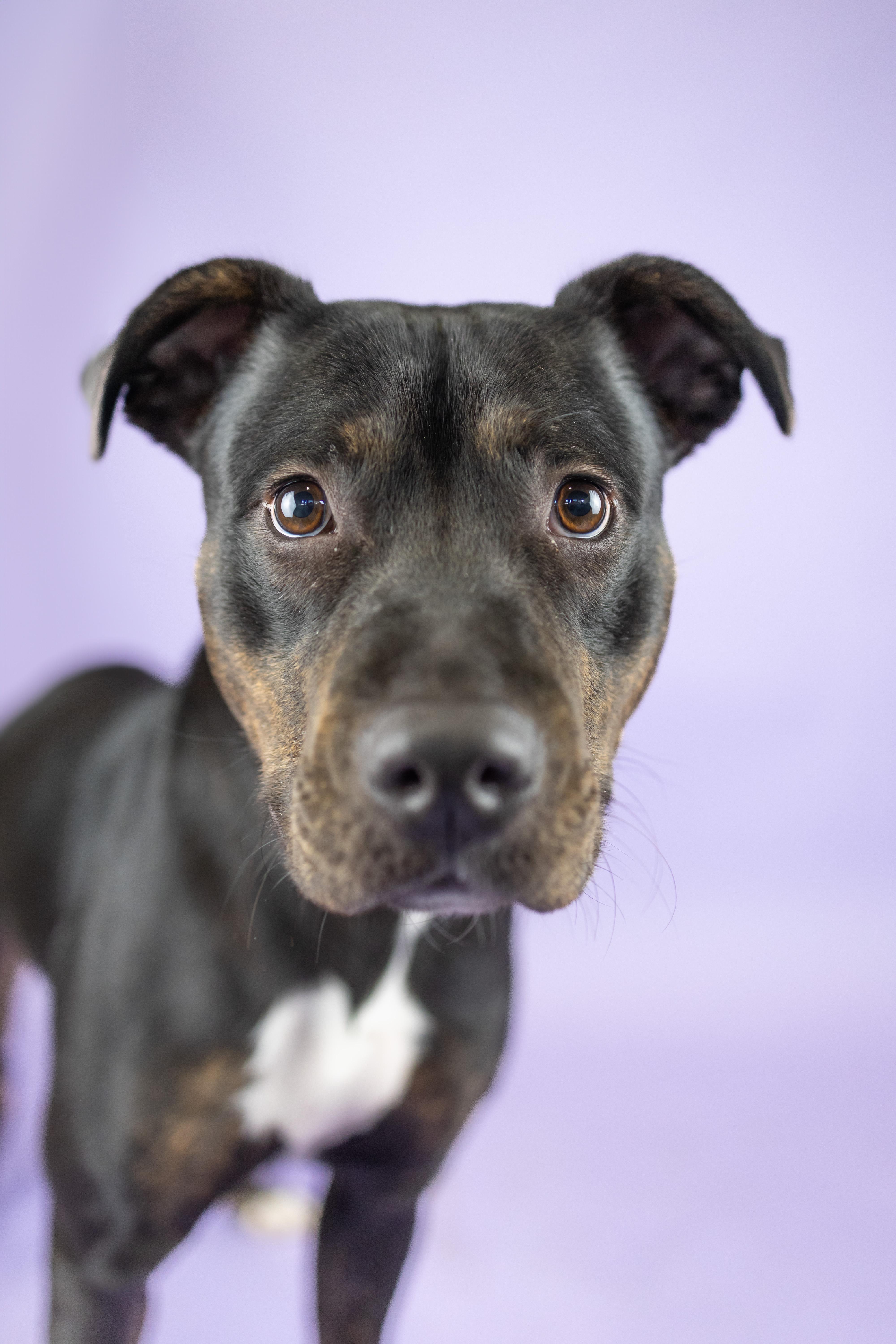 Enlarge Lady Bug, a Adoptable mixed breed in Portland, OR image 2/4