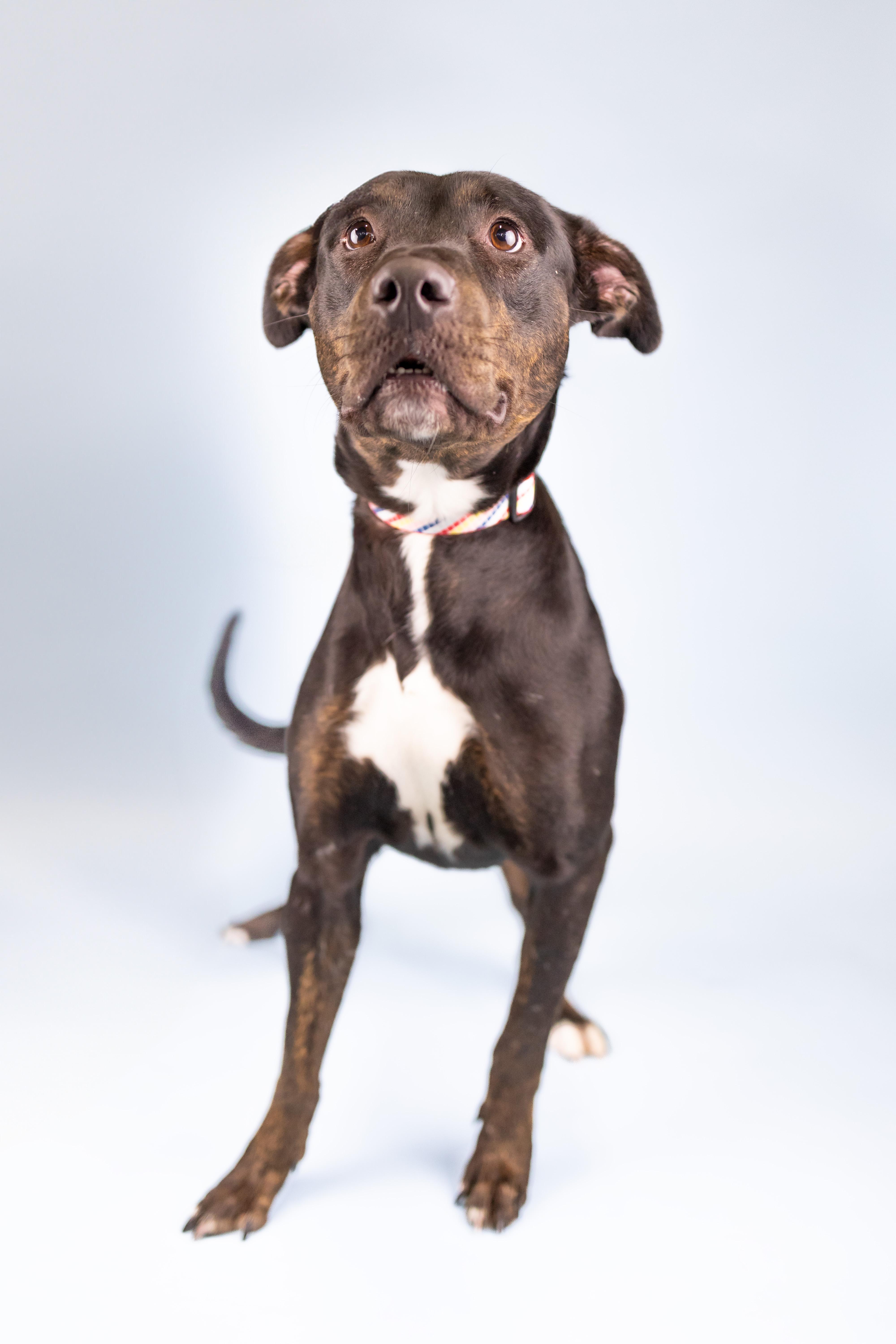 Lady Bug, Adult Female Mixed Breed
