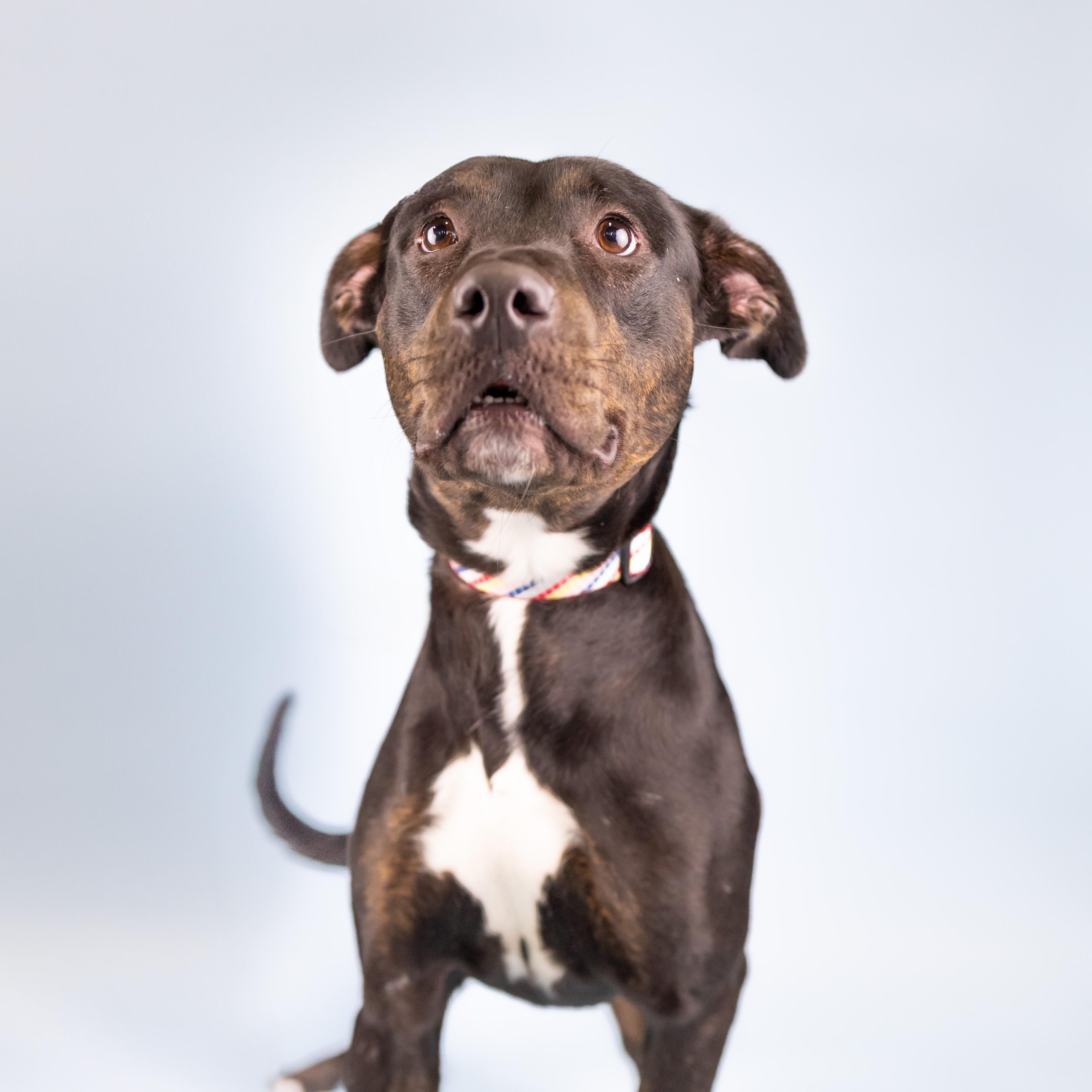Enlarge Lady Bug, a Adoptable mixed breed in Portland, OR image 3/4