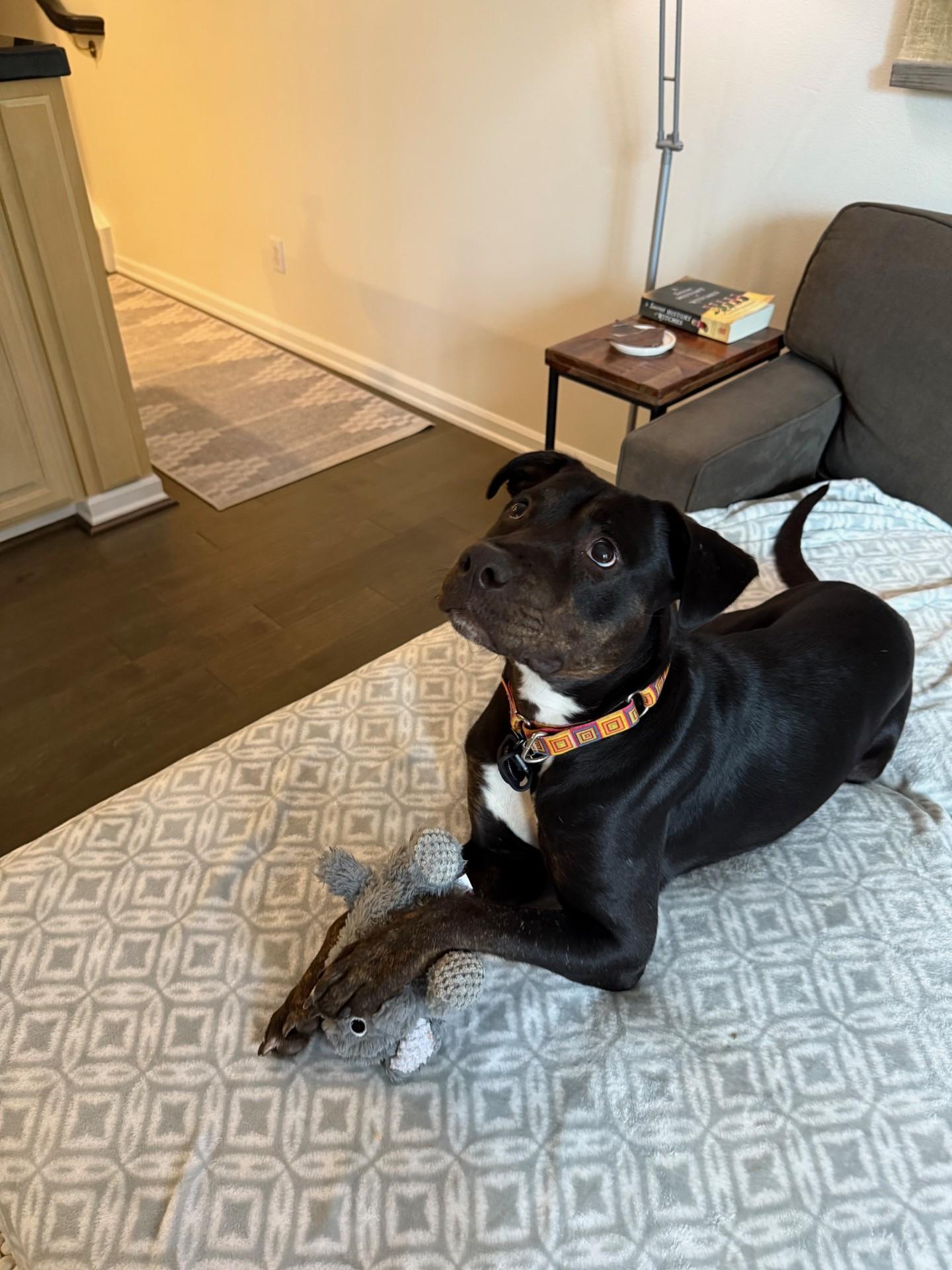 Lady Bug, Adoptable, Adult Female Mixed Breed.