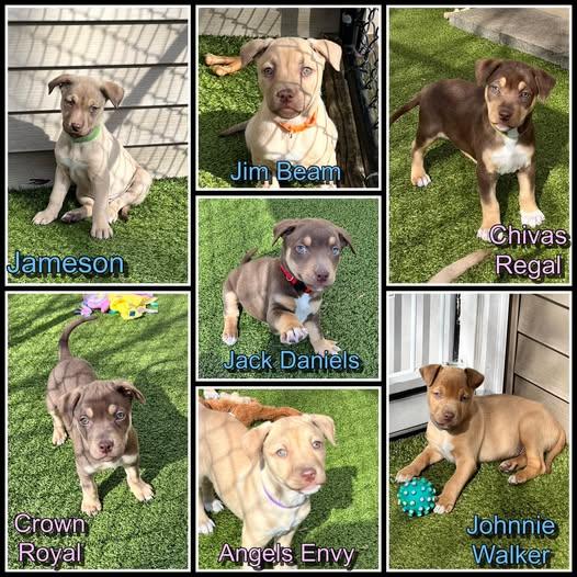 Enlarge Whiskey Litter - Puppies, a ADOPTABLE mixed breed in Traverse City, MI image 1/1