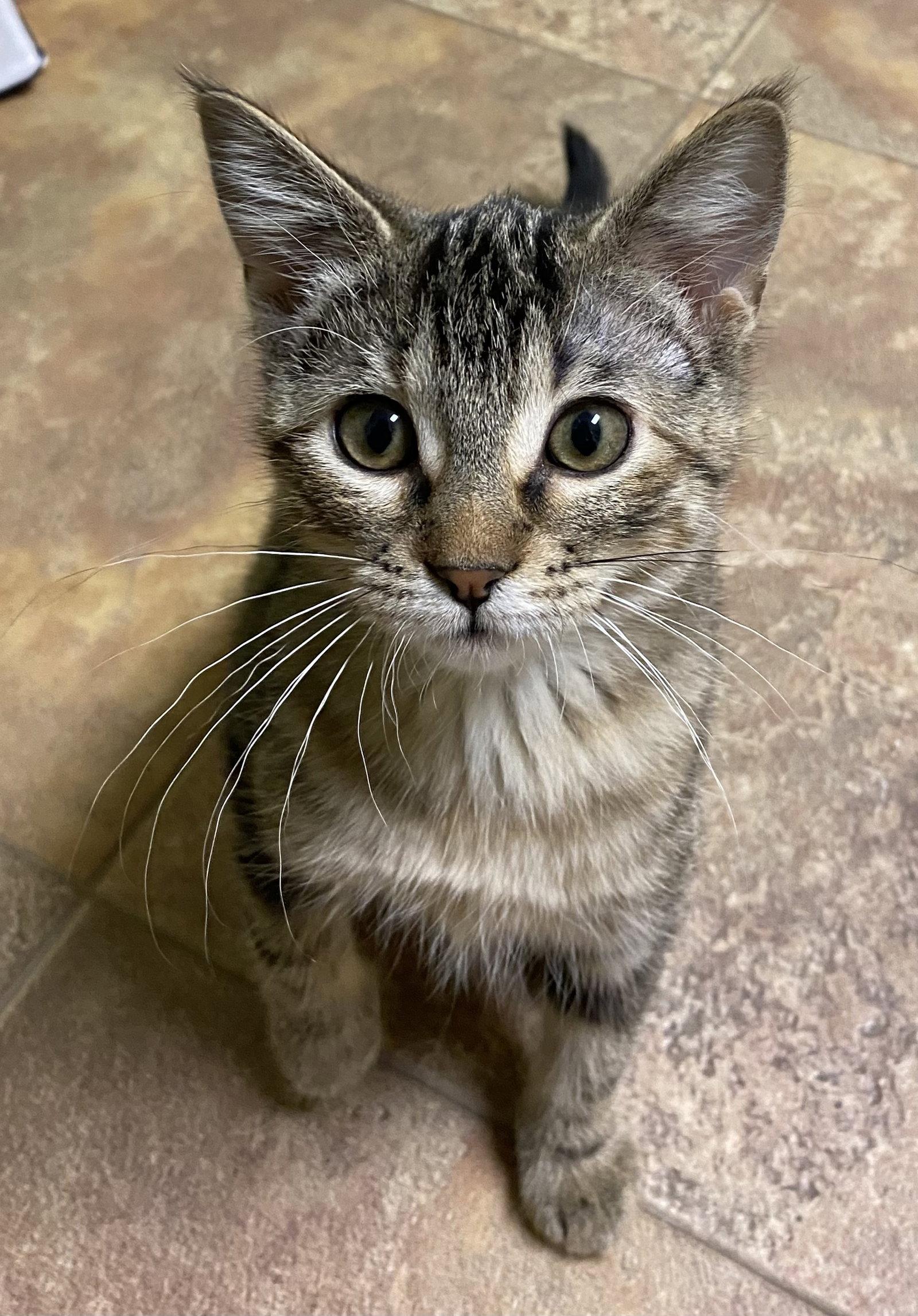 Venus, Adoptable, Young Female Domestic Short Hair & Tortoiseshell.