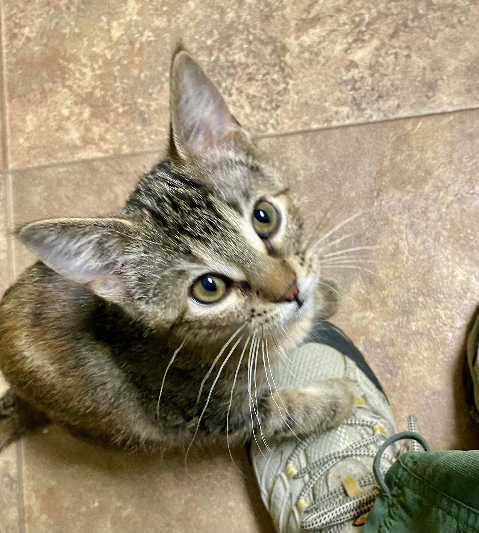 Venus, a Adoptable mixed breed in Fargo, ND image 2/2