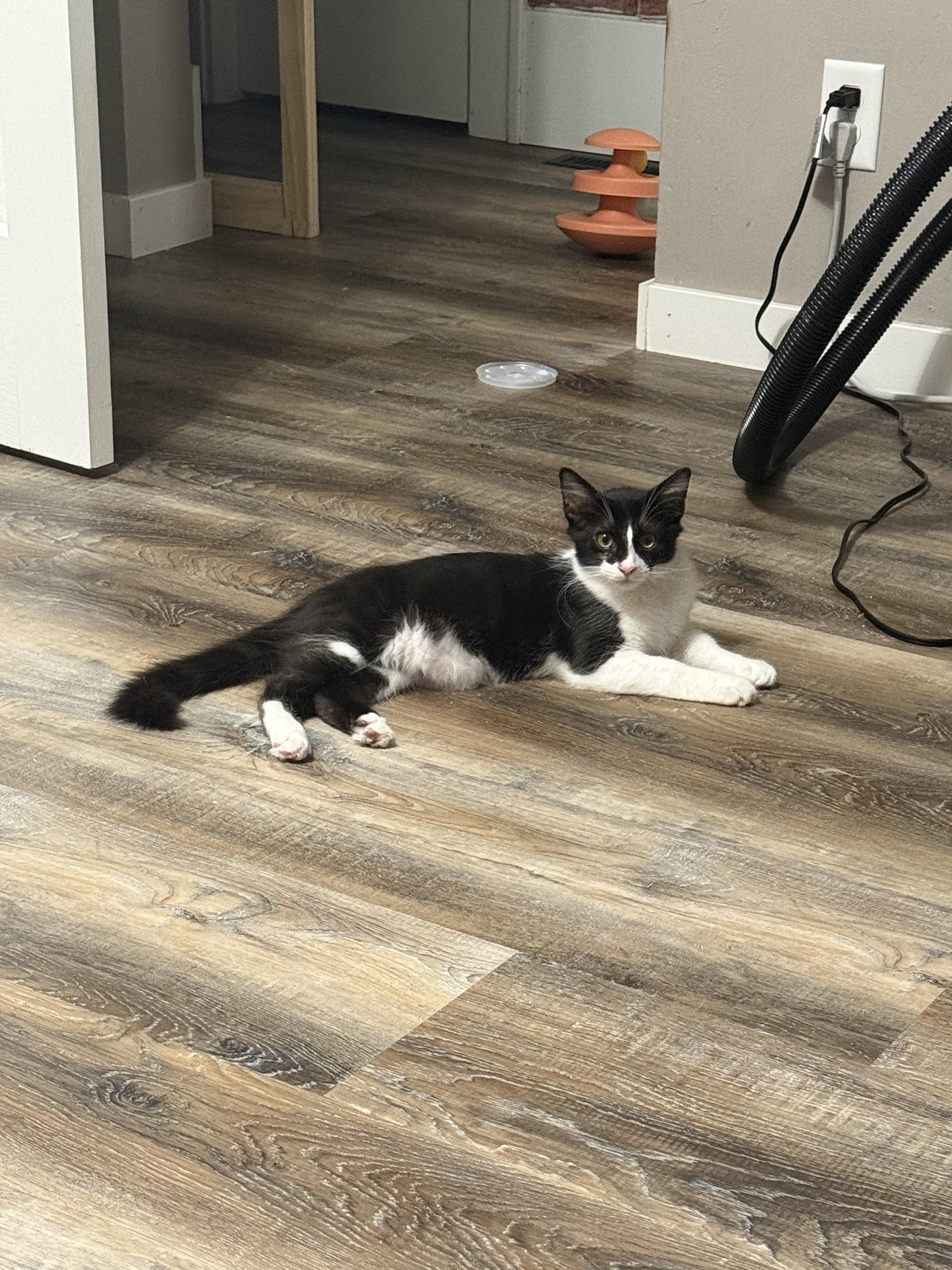 Milkshake, Adoptable, Kitten Male Domestic Short Hair.