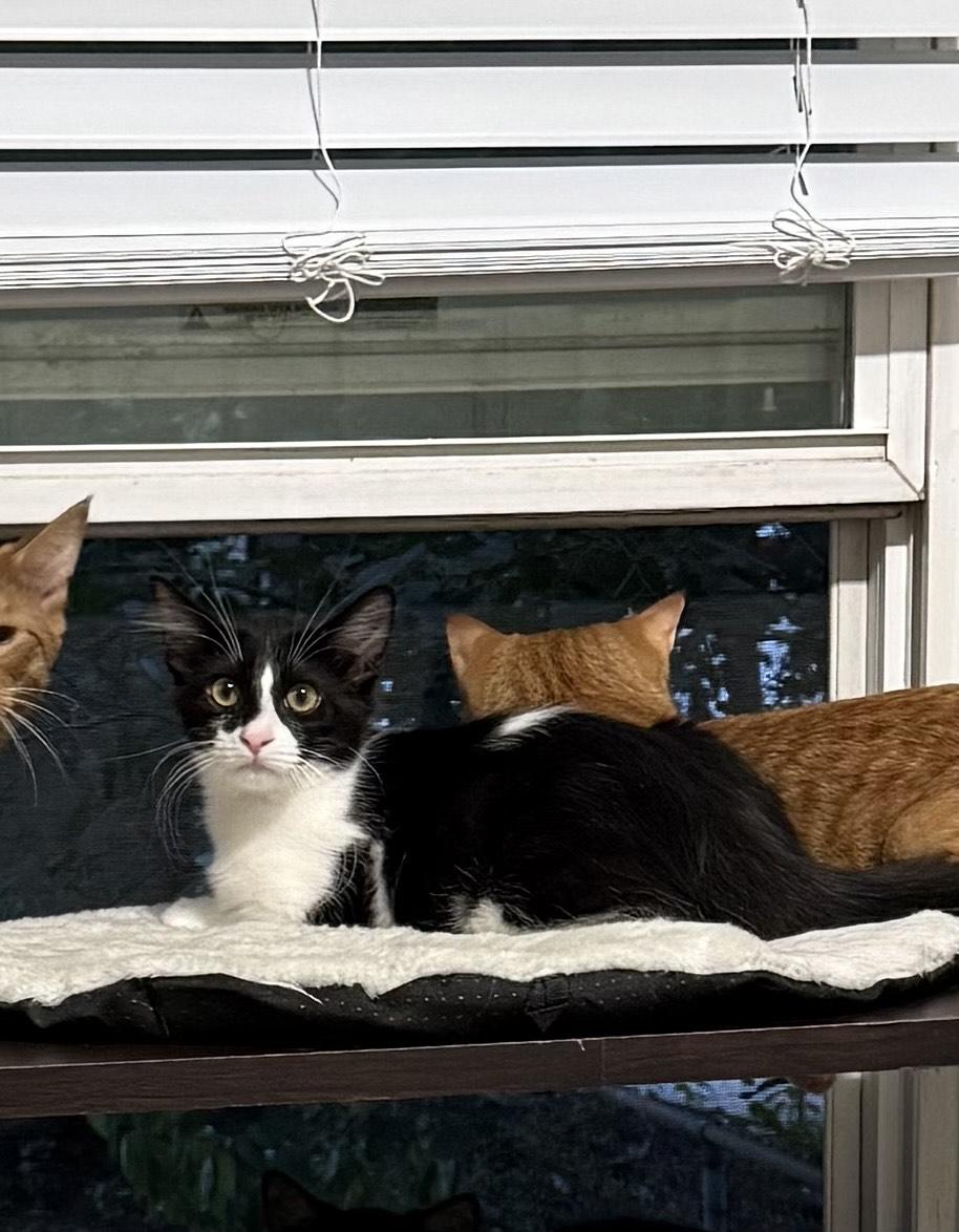 Enlarge Milkshake, a Adoptable Domestic Short Hair in Roseville, MN image 2/3