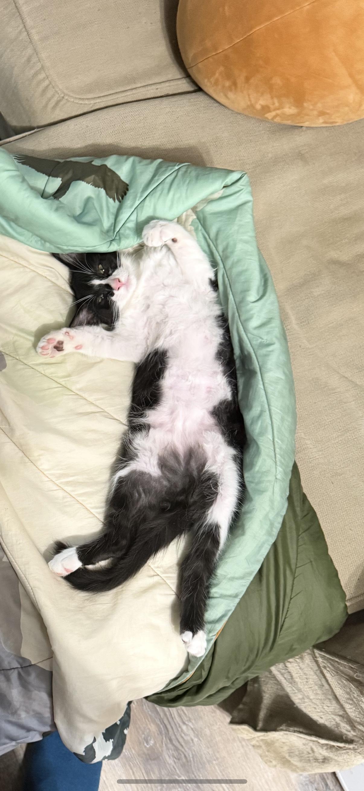 Milkshake, Adoptable, Kitten Male Domestic Short Hair.