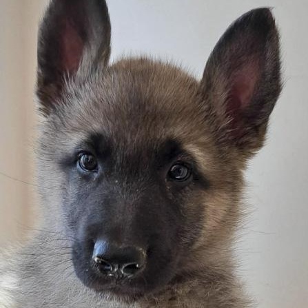 Shepsky male, Adoptable, Puppy Male Shepherd & Husky.