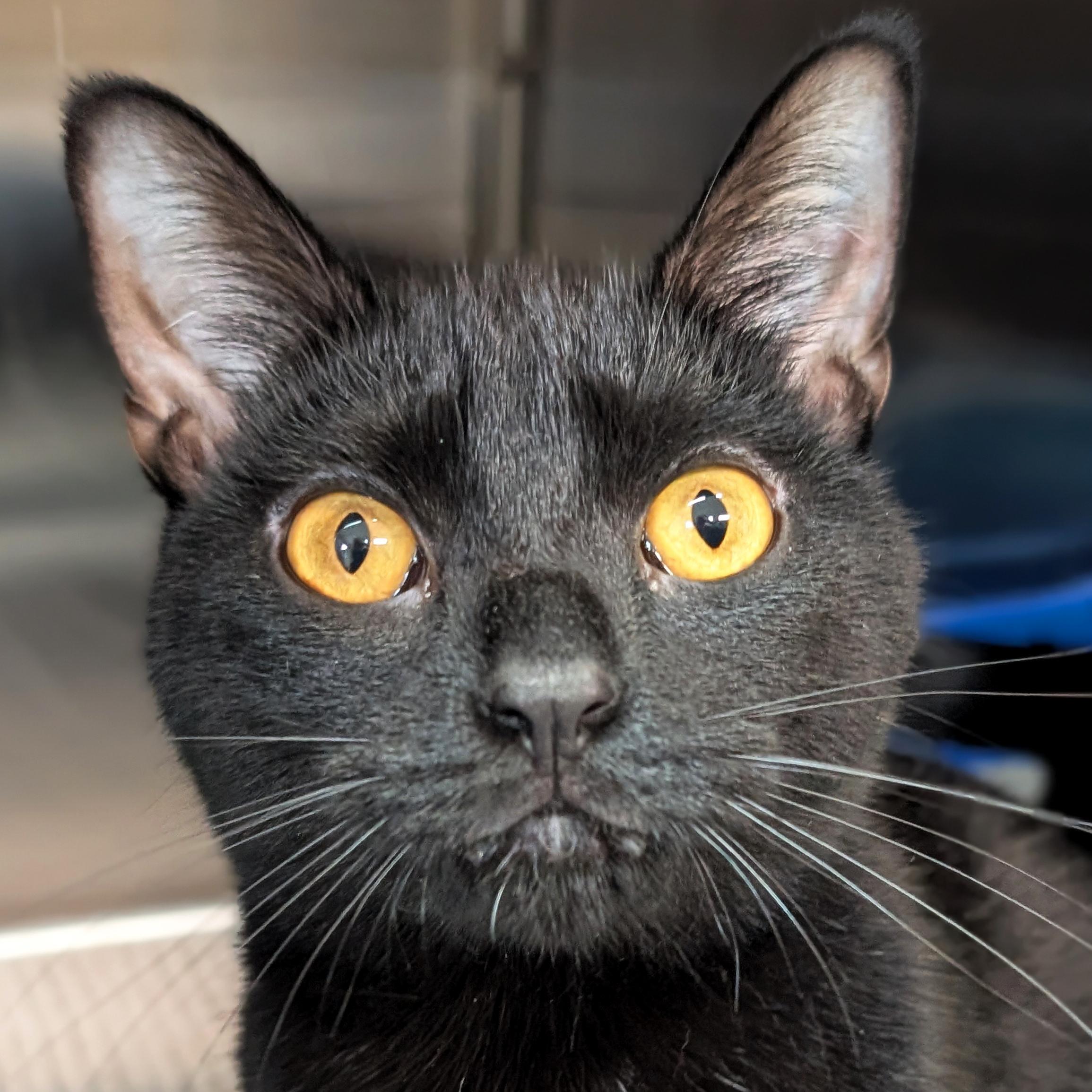 Rouge, Adoptable, Adult Female Domestic Short Hair.