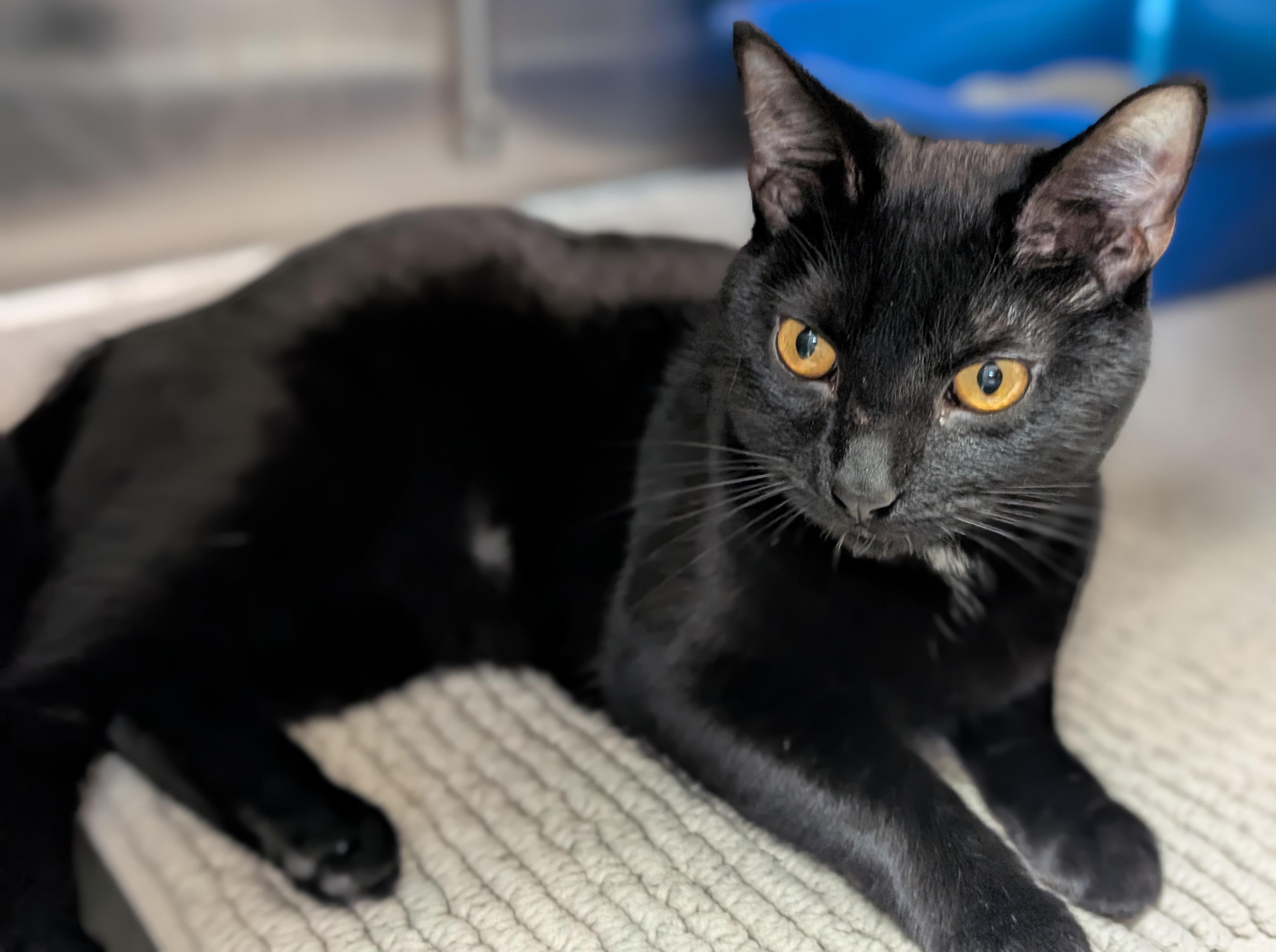 Enlarge Rouge, a Adoptable Domestic Short Hair in Madison, WI image 3/3