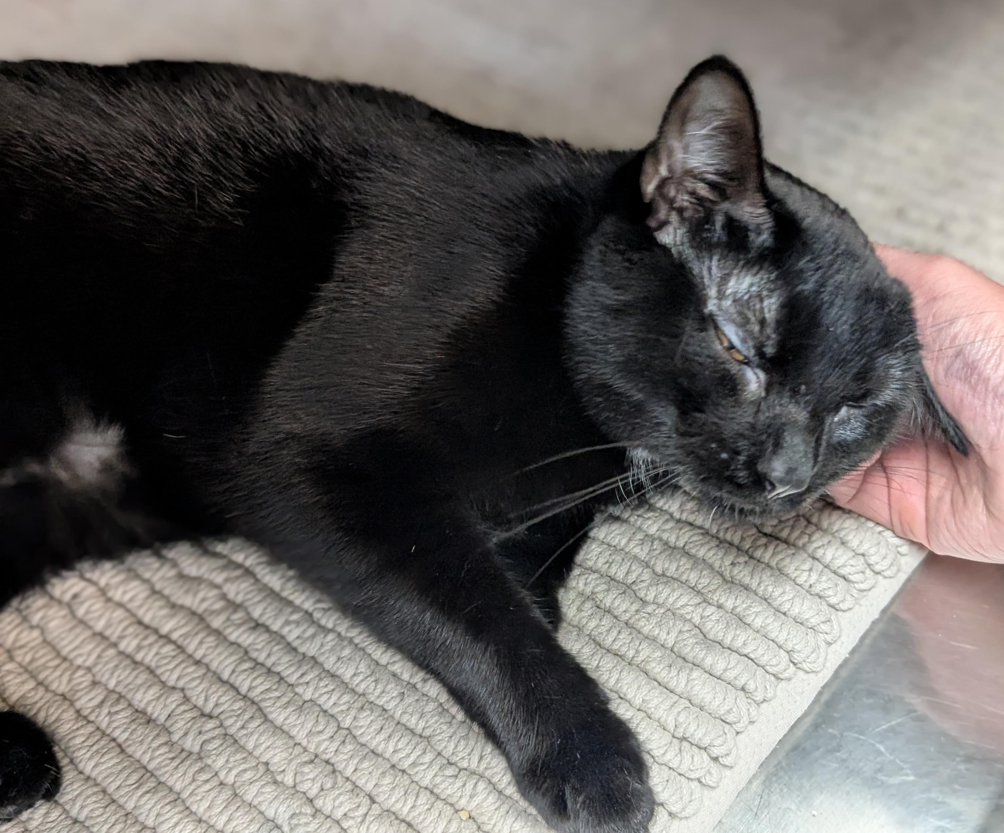 Enlarge Rouge, a Adoptable Domestic Short Hair in Madison, WI image 2/3