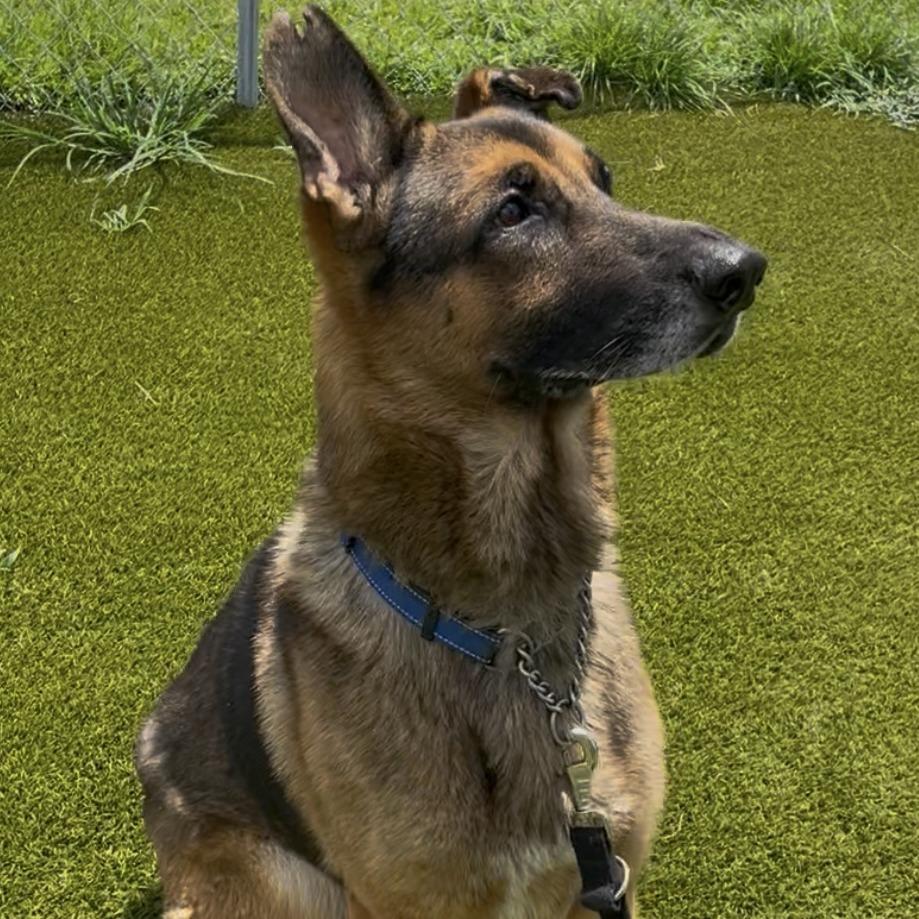 Enlarge TRIGGER, a Adoptable mixed breed in Indiantown, FL image 1/6