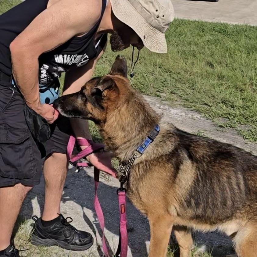 Enlarge TRIGGER, a Adoptable mixed breed in Indiantown, FL image 2/6